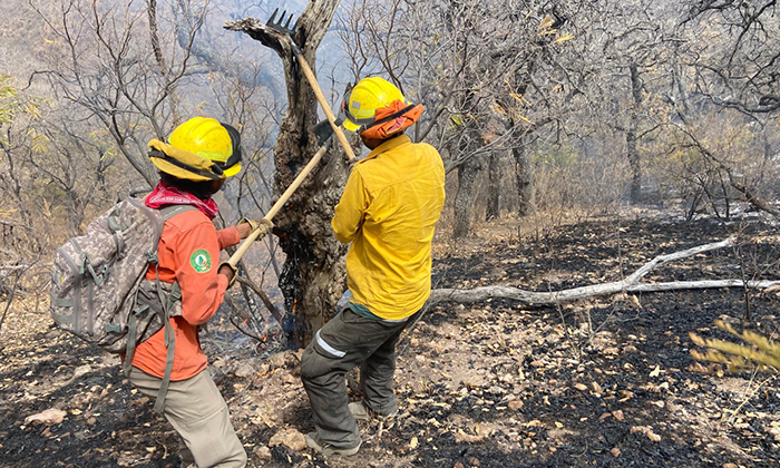 Liquidan brigadistas incendio forestal en Bavispe