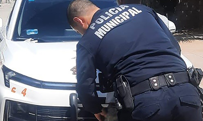 Encarcelan a violento individuo en el fraccionamiento Canteras Residencial
