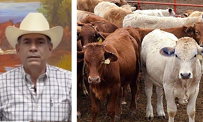 Cierra EU frontera a ganado mexicano tras avance de plaga de gusano barrenador