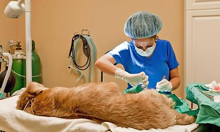 Continúa con esterilizaciones gratuitas de perros y gatos