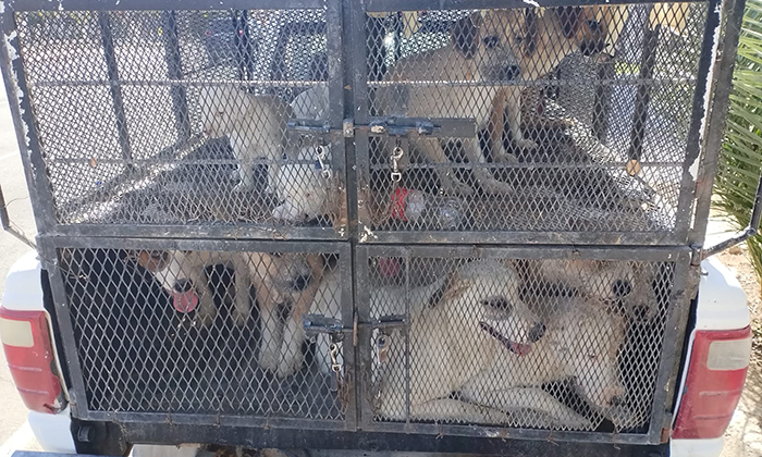 Rescatan a 25 canes en cateo por maltrato animal en San Luis Río Colorado
