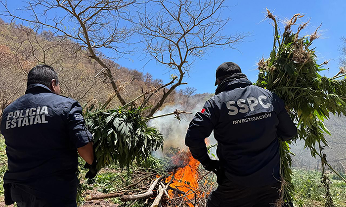 Destruyen cinco plantíos de mariguana en Álamos; Elementos de Seguridad Pública