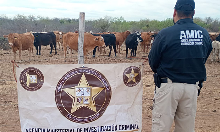 Recuperan cuatro cabezas de ganado robado en Navojoa