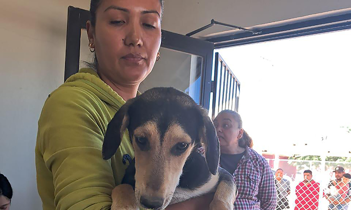 Realizan jornada de esterilización en Empalme; Dirección de Protección y Bienestar Animal