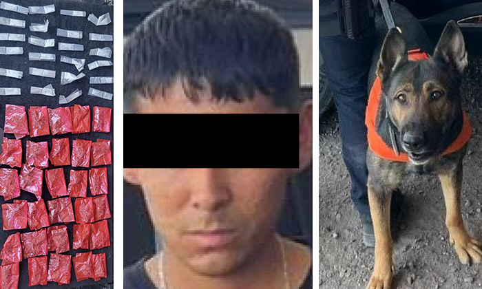 Captura binomio canino a presunto “tirador” en la colonia Benito Juárez