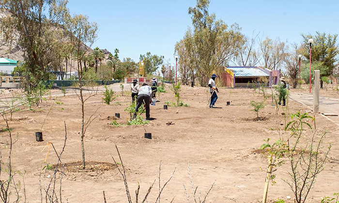 Avanza reforestación de La Sauceda
