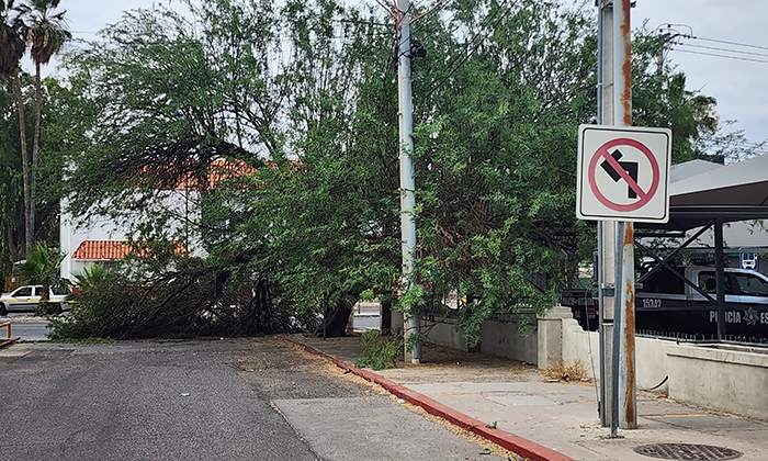 Colapsa árbol y cierran circulación en vialidad en la colonia Pitic