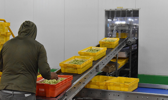 Lidera Sonora producción de uva de mesa en el país
