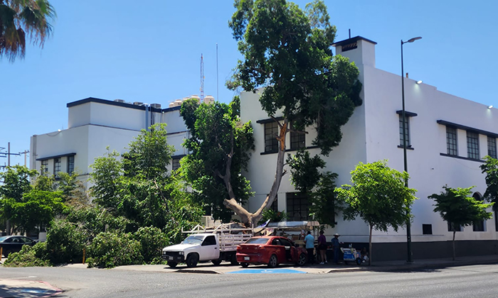Cae brazo de árbol de más de 100 años en el Centro de Hermosillo
