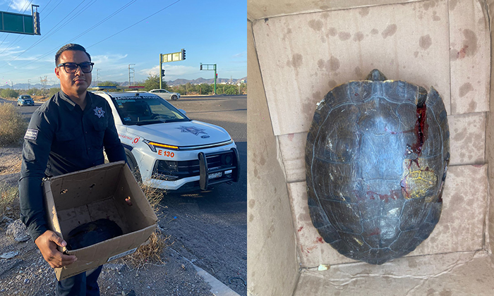 Rescatan policías municipales una tortura herida en el Paseo Río sonora y bulevar Quiroga