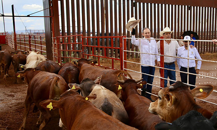 Sonora el primer estado en reanudar exportación de ganado