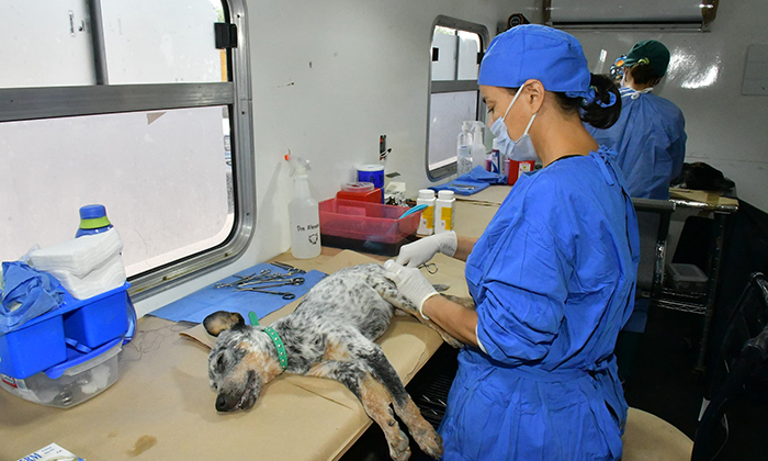 Realizarán esterilizaciones gratuitas en tres colonias; Autoridades municipales