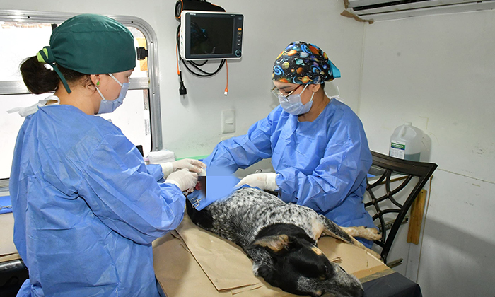 Realizarán esterilizaciones gratis en Los Olivos durante este viernes
