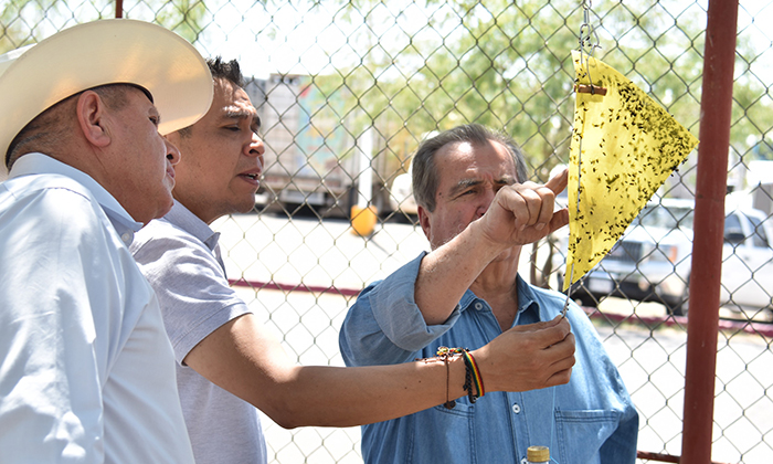 Inicia detección de mosca del gusano barrenador; Monitorean 404 trampas instaladas en Sonora