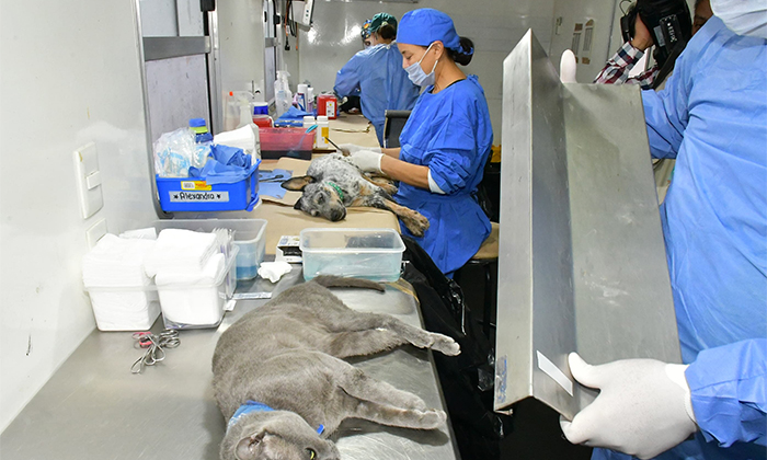 Continuarán jornadas de esterilizaciones en agosto 
