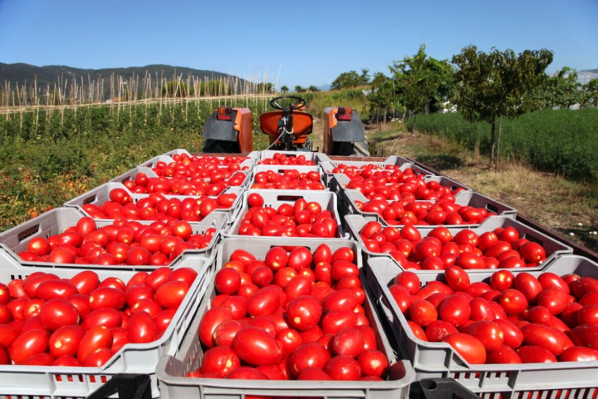 Productores de Jitomate Piden Precios Mínimos para Mitigar Impacto de Arancel Estadounidense