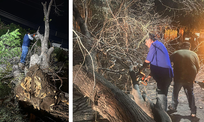 Deja lluvia árboles y cables caídos durante la noche del sábado