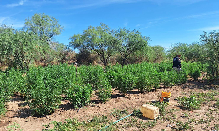 Aseguran plantío de mariguana en Magdalena de Kino