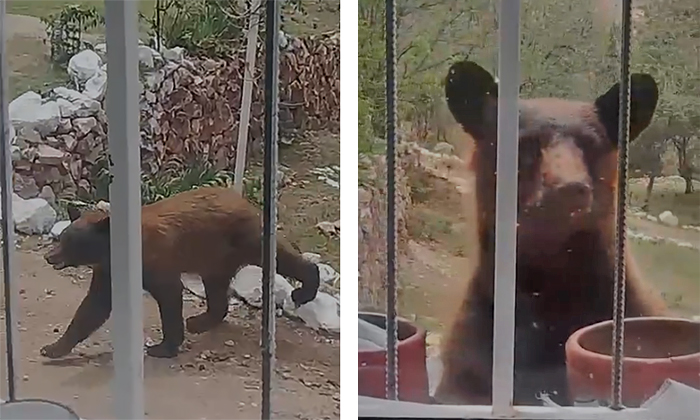 Advierten por avistamiento de oso en Nacozari