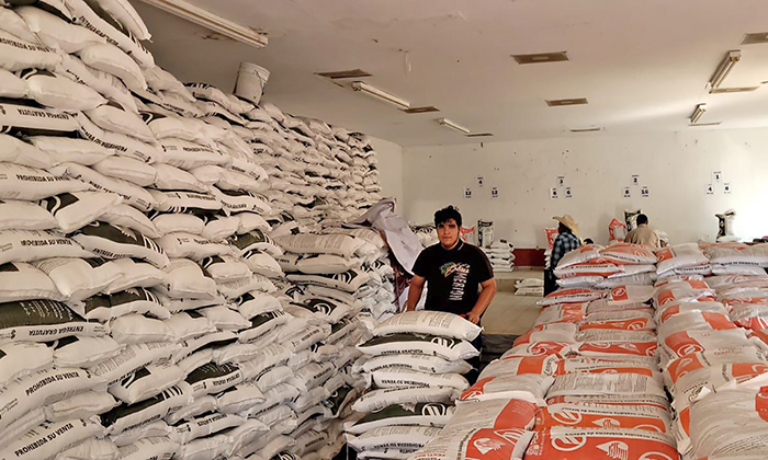 Inicia entrega de fertilizantes gratuitos a partir de hoy