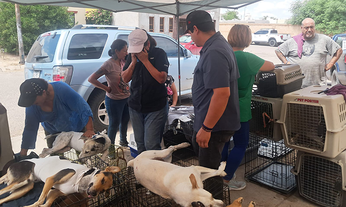 Realizan jornada de esterilización gratuita en el fraccionamiento Oasis