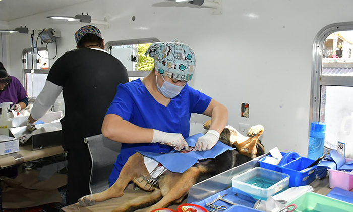 Ofrece gobierno de Hermosillo esterilizaciones gratis