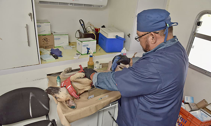 Realizarán esterilizaciones gratuitas; Personal del Ayuntamiento de Hermosillo