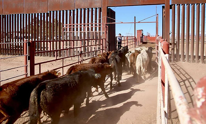 Confían pronta reapertura de frontera a ganado