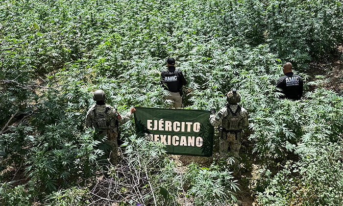 Destruyen plantío de mariguana en Cananea