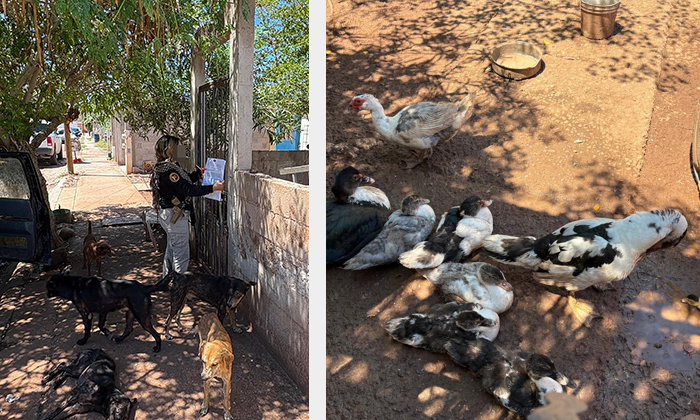 Rescatan a 11 caninos y aves en cateo por maltrato animal en Guaymas