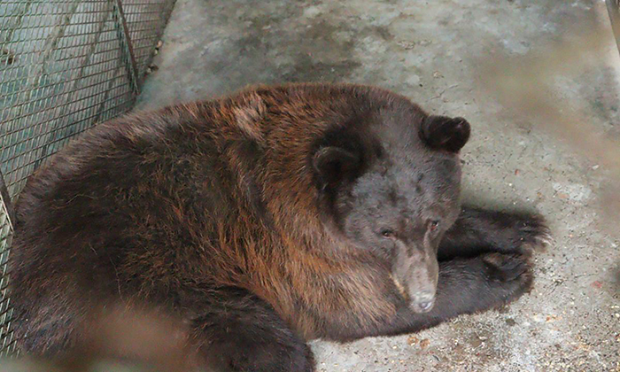 Liberan a hembra de oso negro asegurada