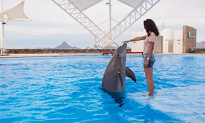 Continúan terapias con delfines en Delfinario