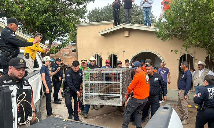 Rescatan cuerpos de auxilio a ejemplar de oso negro en Agua Prieta