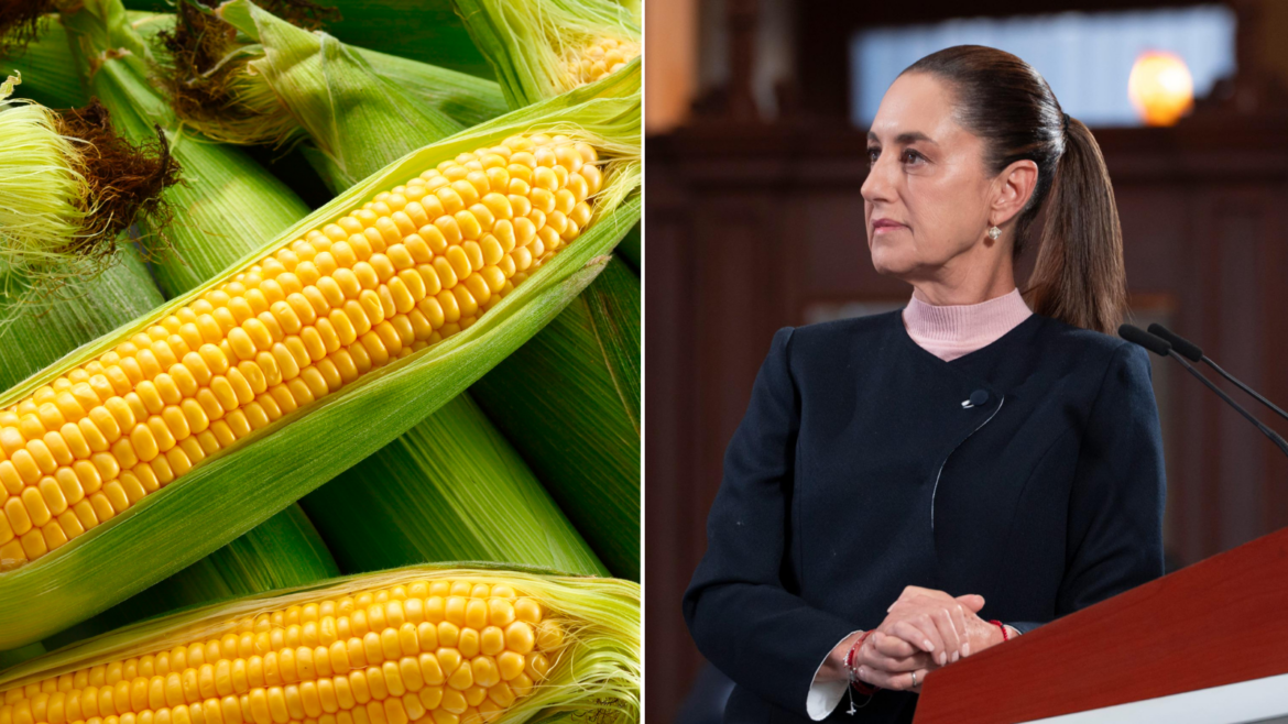 Logran Acuerdo con Productores de Maíz: Gobiernos Federal y Estatales Darán Subsidio de $950 por Tonelada Tras Bloqueo de Carreteras