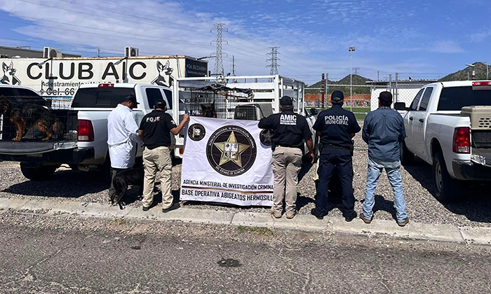 Aseguran 30 perros durante cateo en vivienda en la colonia Las Vistas