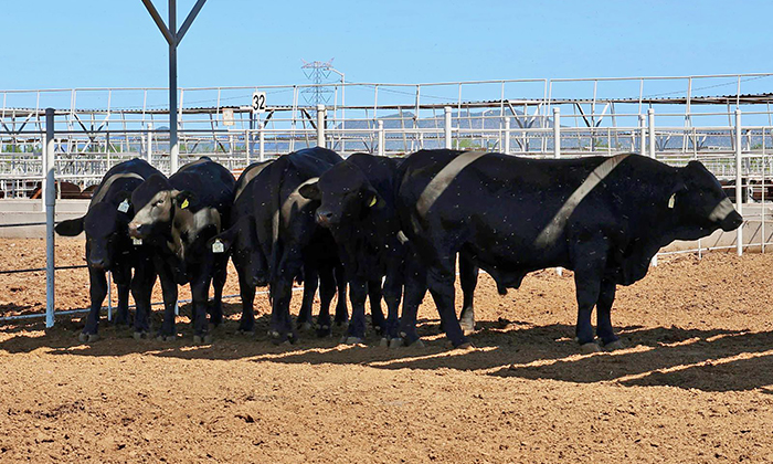 Prohíben ingreso de ganado de zonas con gusano barrenador