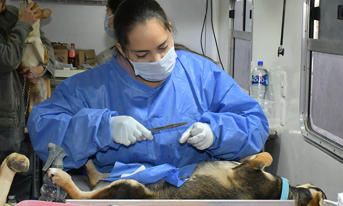 Hermosillo acumula 14 mil castraciones de perros y gatos