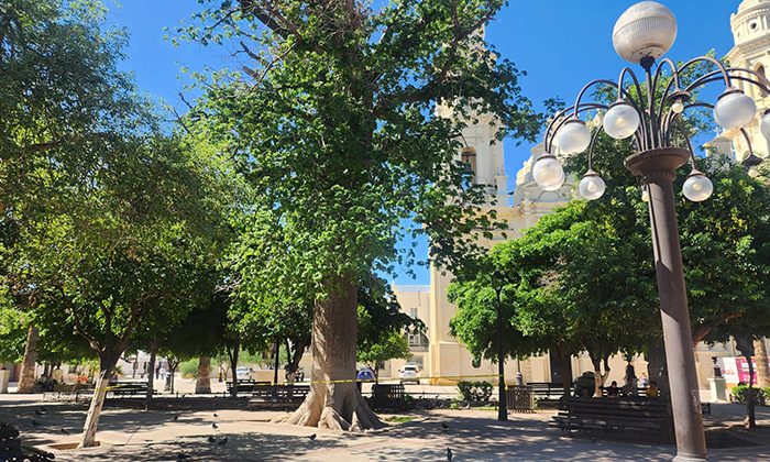 Acordonan árbol de ceiba en la Plaza Zaragoza tras desprendimiento de un brazo