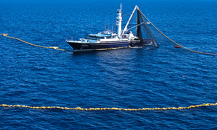 Prohíben captura de tiburón en pesca incidental