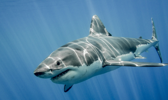 Alertan por avistamiento de tiburón en Huatabampo