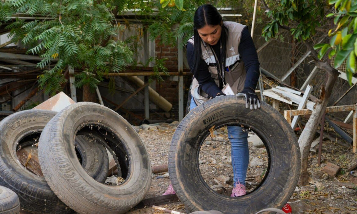 Autoridades de Salud combaten criaderos de mosco causante de dengue
