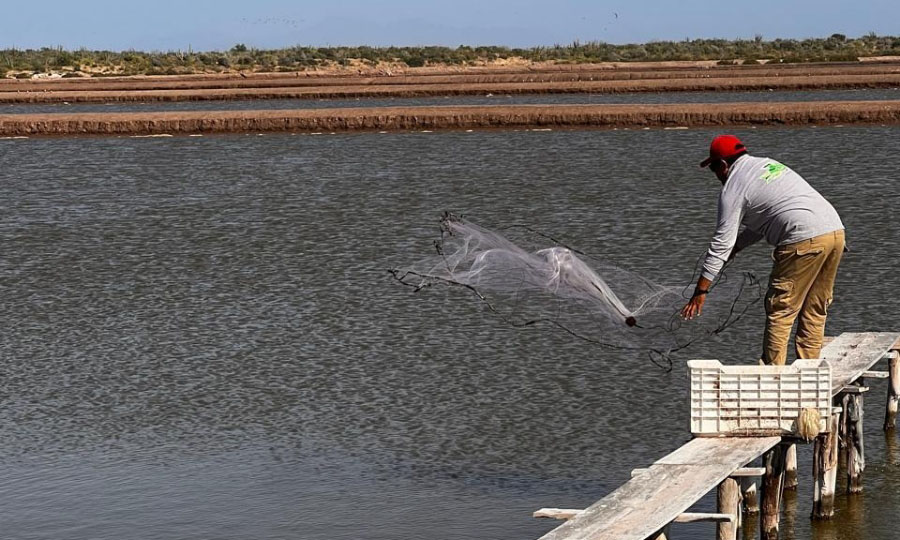 Cosechan 70 mil toneladas de camarón acuícola; Sonora de los principales productores en el país