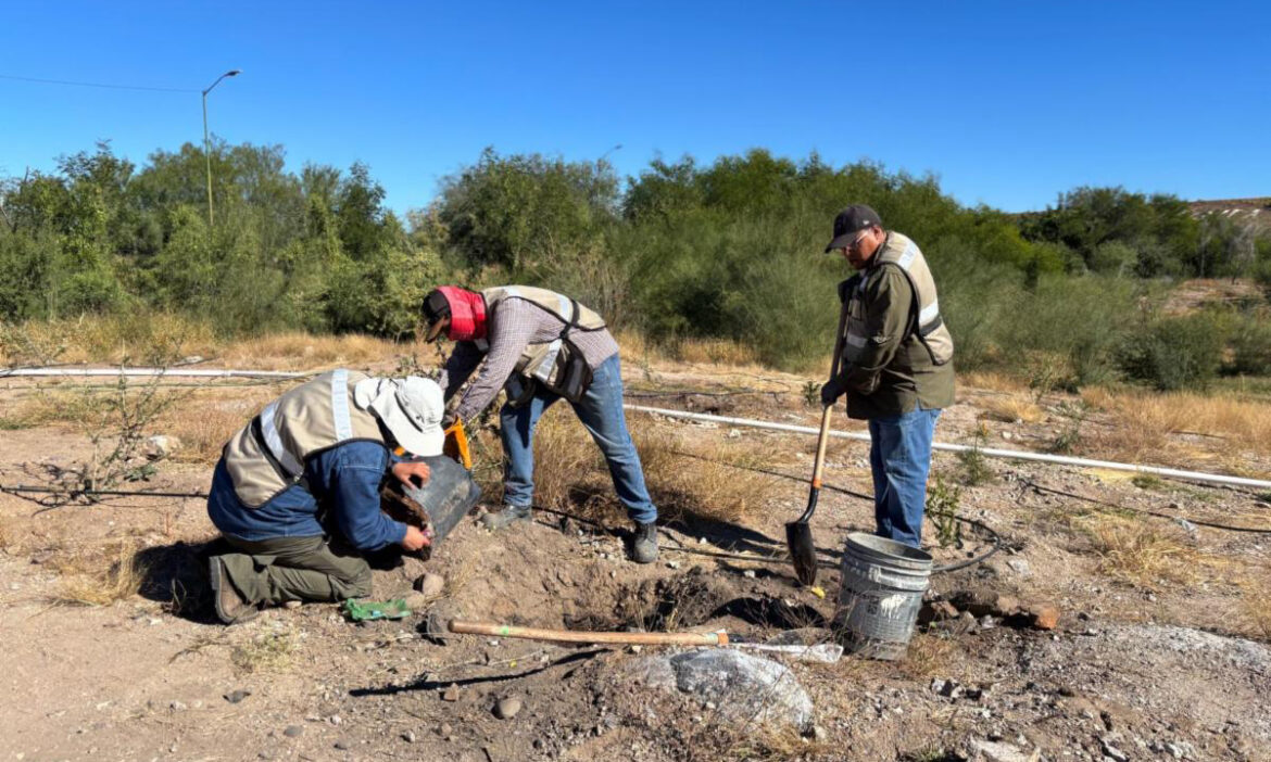 Personal de la Conafor concluye reforestación de polígono de La Sauceda