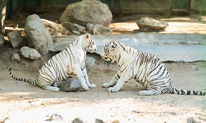 Invitan a conocer ejemplares de tigre blanco en el Centro Ecológico de Sonora