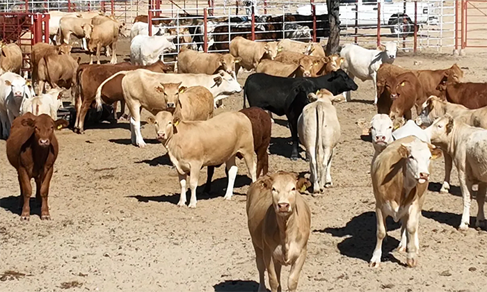 Avanza proyecto para instalar procesadora de carne en la Unión Ganadera Regional