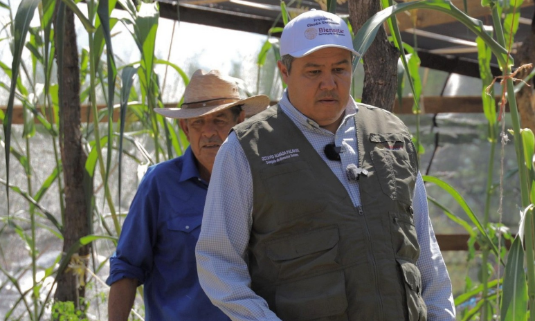 Destinan 345 mdp para impulsar campo sonorense mediante programa Sembrando Vida