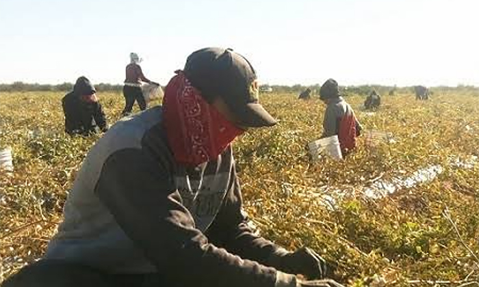 Detectan ocho casos de sarampión en jornaleros chiapanecos que laboran en campo agrícola de Caborca