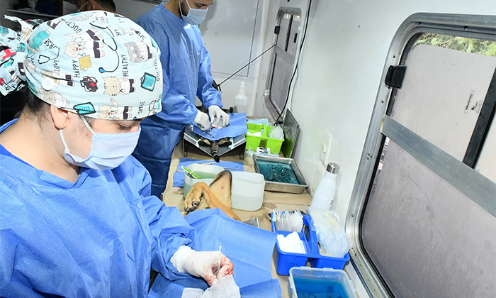 Reconoce a rescatistas por sumarse a esterilizaciones