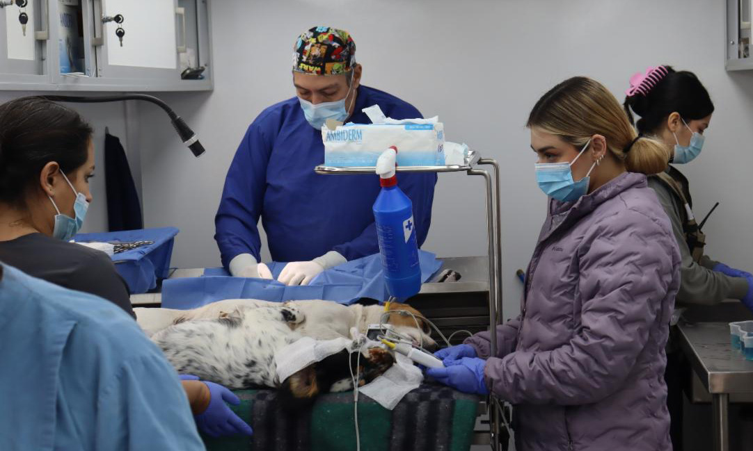 Lleva Cedes jornada de servicios de salud animal en Bavispe