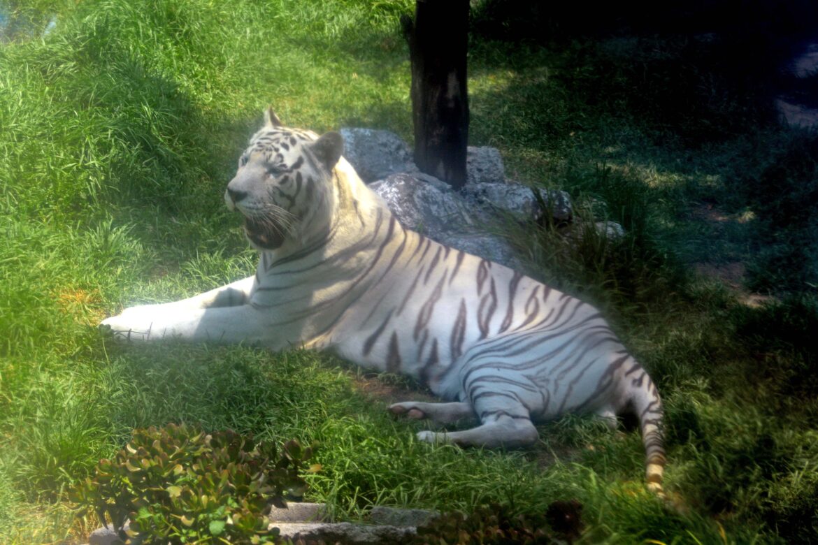 Resguardan a un tigre adulto tras operativo de rescate en un inmueble de Cuautitlán Izcalli